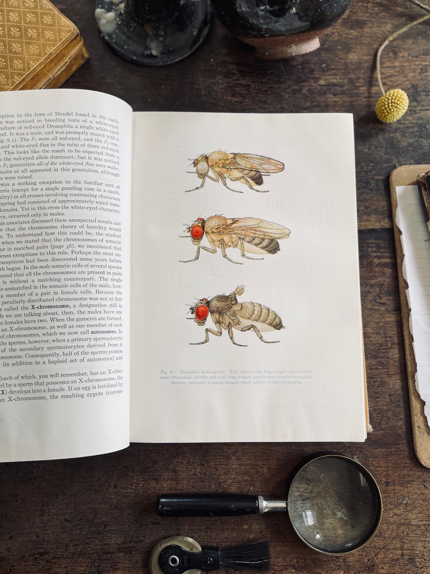 1957 The Principles of Heredity