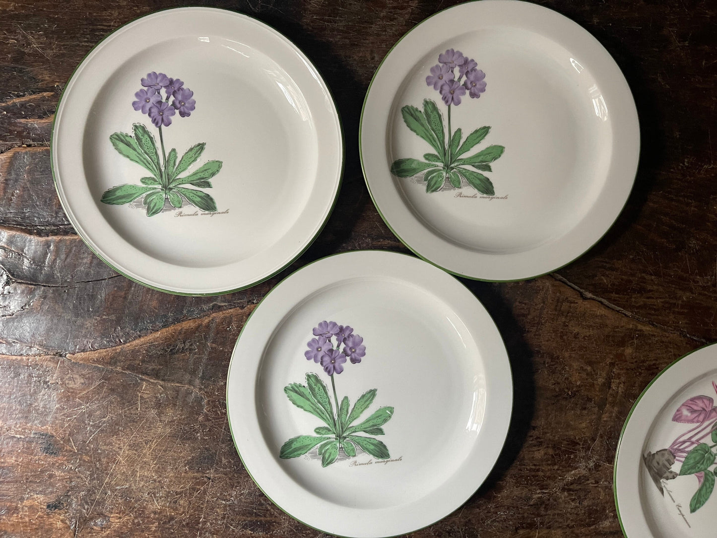 Set of Seven (7) West German Porcelain Botanical 7.5” Plates