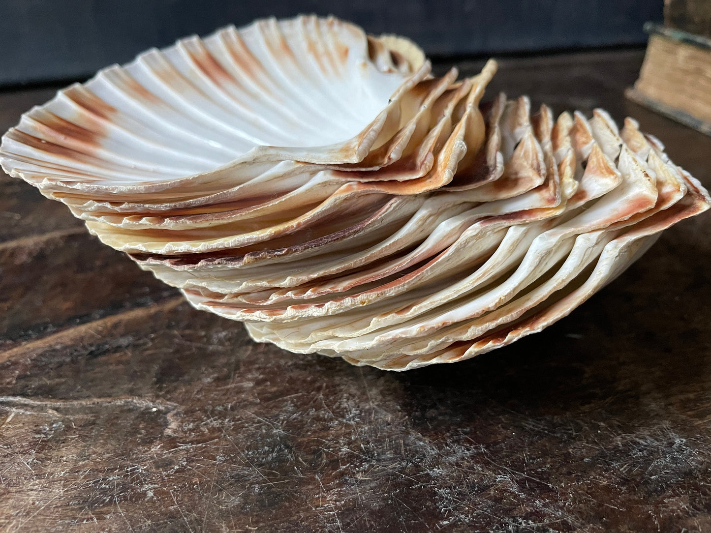 Set of Twelve (12) French Scallop Shell Serving Dishes