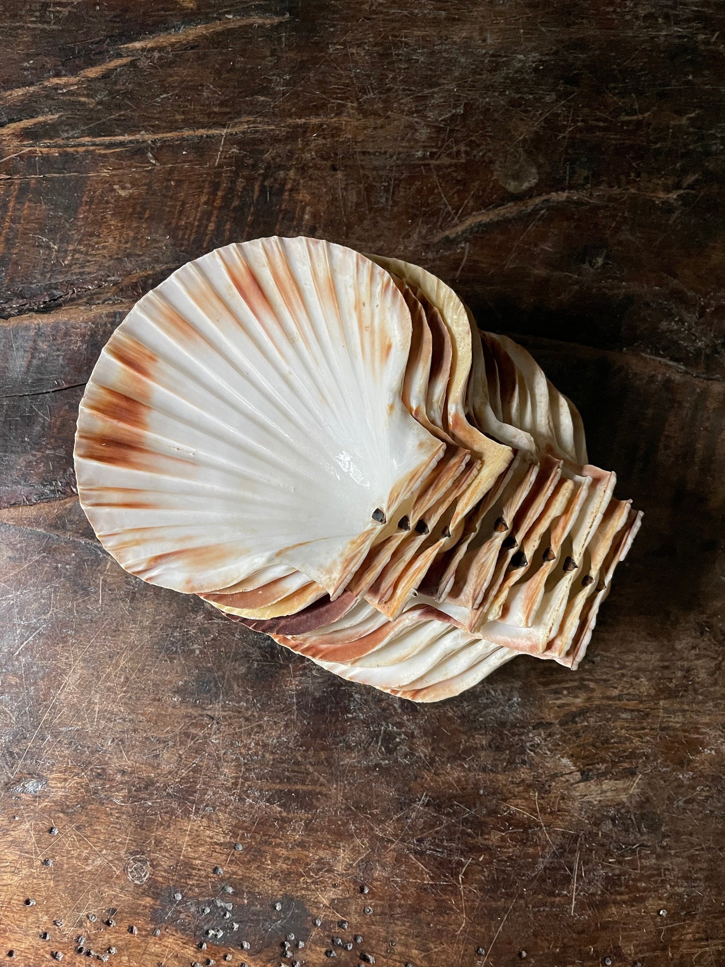 Set of Twelve (12) French Scallop Shell Serving Dishes