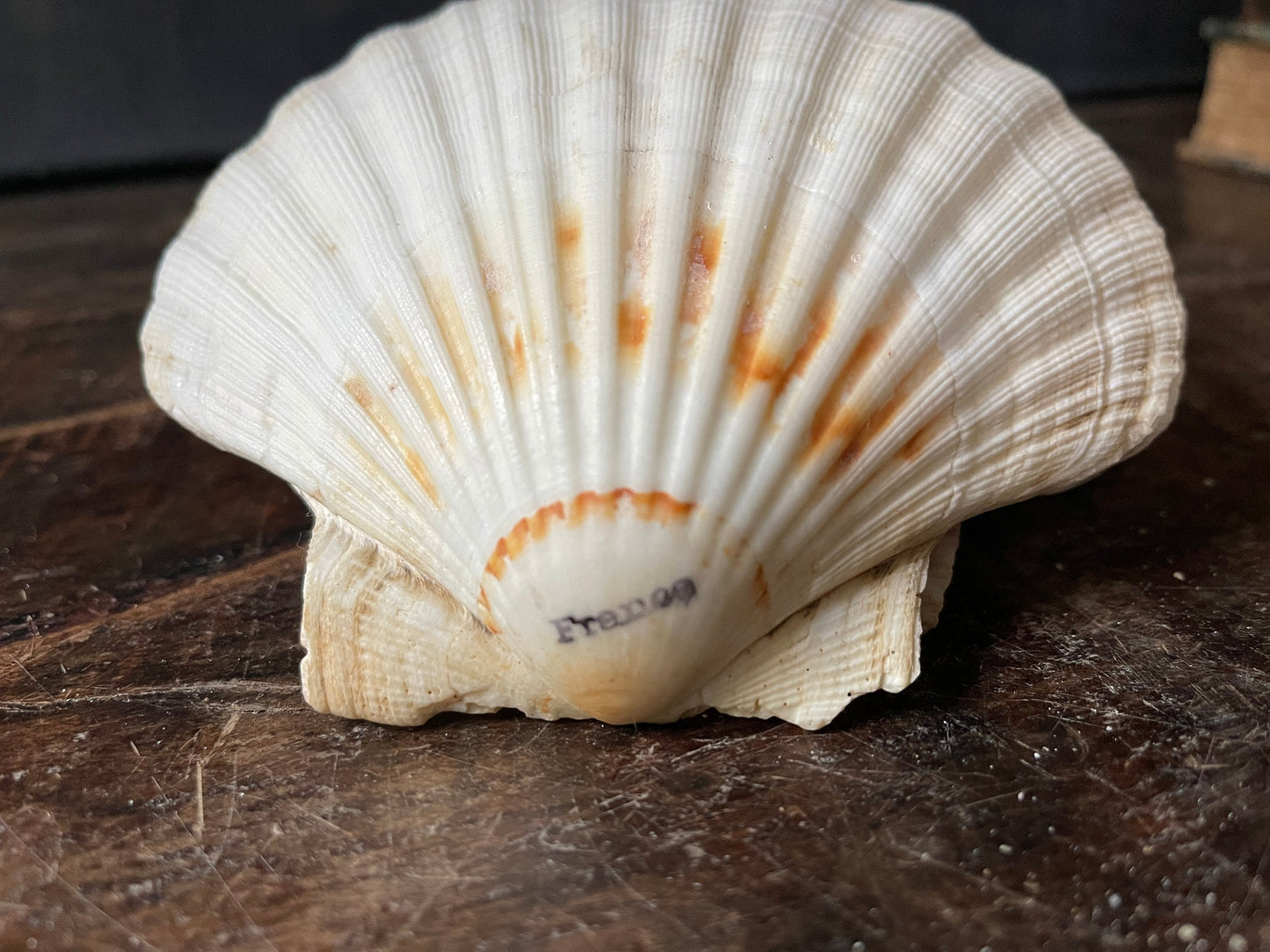 Set of Twelve (12) French Scallop Shell Serving Dishes