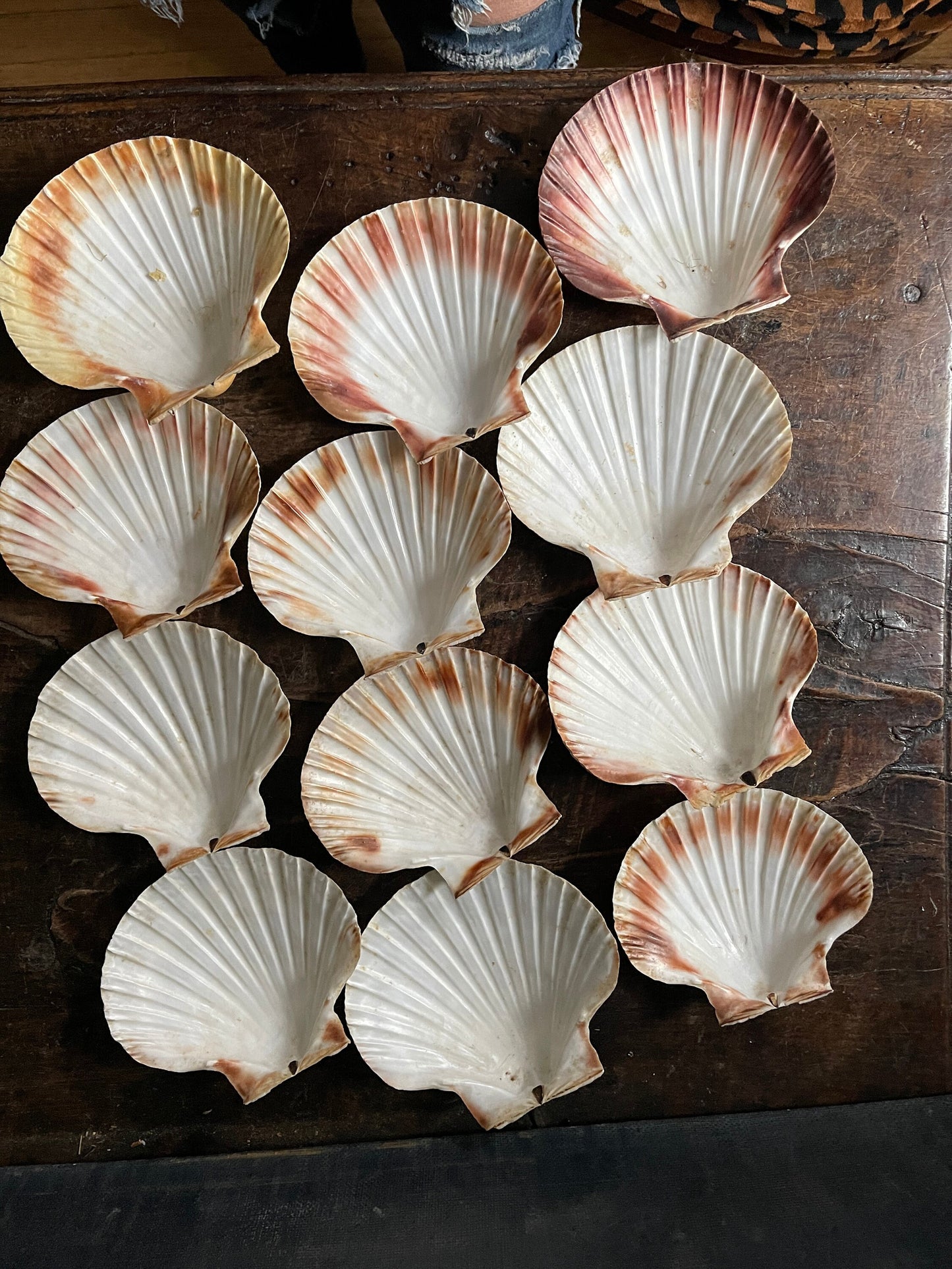 Set of Twelve (12) French Scallop Shell Serving Dishes